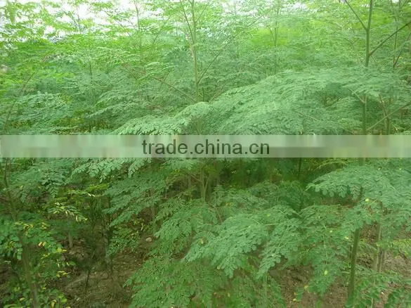 Organic Moringa Leaf Powder Wholesale ( Skype: Liu.diana 79, Whatsapp: +861502902563) photo-2