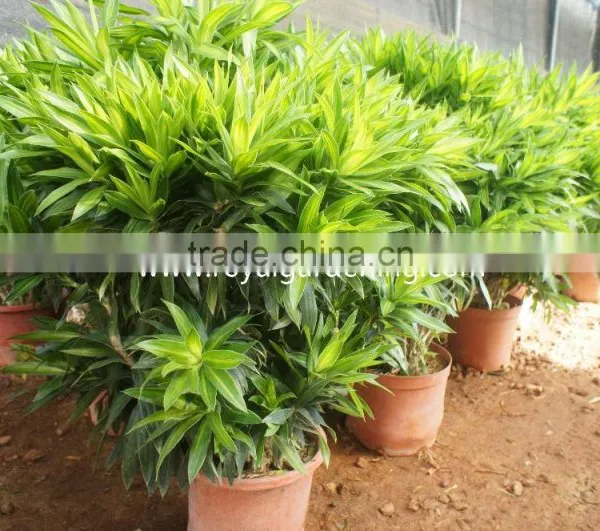 Dracaena Reflexa Ornamental Plants photo-2