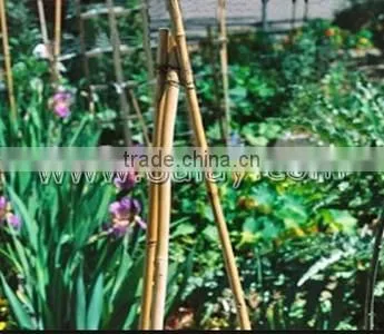 Thick Walled Cheap Tonkin Bamboo Poles Wholesale for Plants photo-2