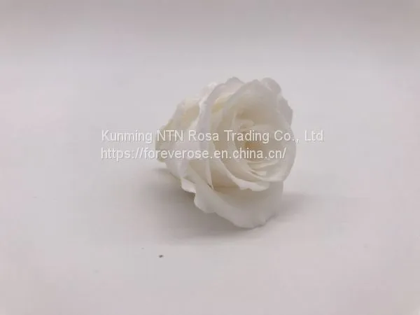 Wholesale3-4cm Elegant Real Touch Preserved Rose Flower photo-3