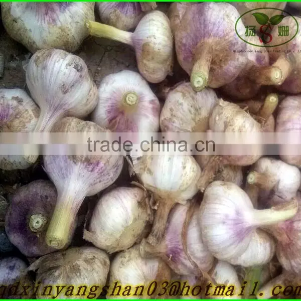 2015 NEW GARLIC/Fresh Garlic/White Garlic/china Garlic photo-3