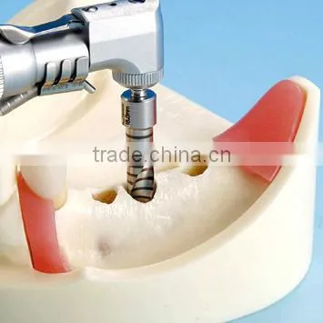 Typodont Orthodontic Model for Practicing Teeth Model Factory photo-3