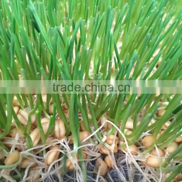 Hydroponics Animal Fodder Machinprofessional Automatic Oat Rooting Machine /bean Budding Machine/animal Fodder Sprouting Machine photo-4