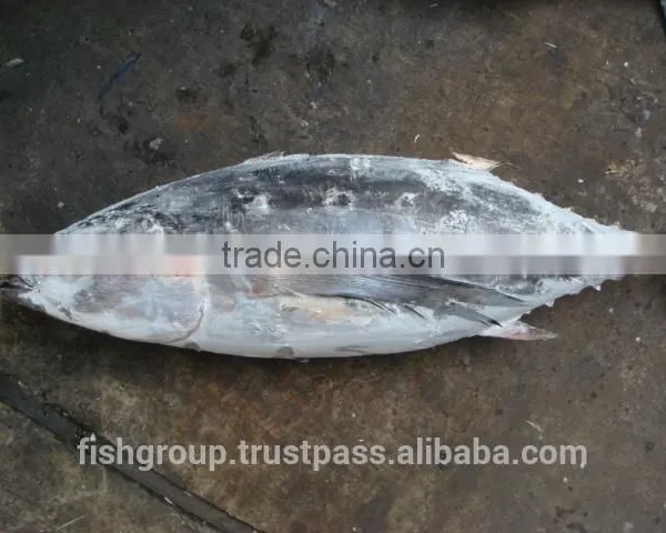 ALBACORE WHOLE ROUND photo-5
