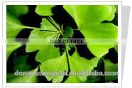 Ginkgo Biloba L.P.E. photo-2