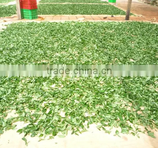 Viet Nam Famous Oolong Tea photo-5