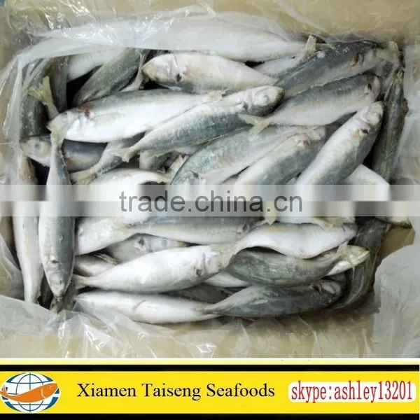 Frozen Round Scad Fish With Size 8-10 for Philippines photo-3