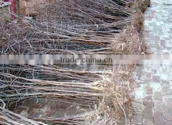 Date Trees Seedling photo-3