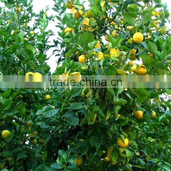 Lemon Tree photo-3