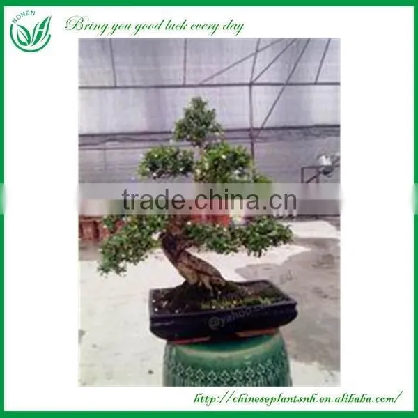 Bonsai Tree In Bonsai photo-4