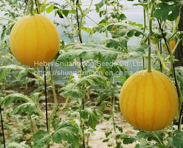Good Flavor Hybrid Golden Yellow Rind Watermelon Seed photo-2