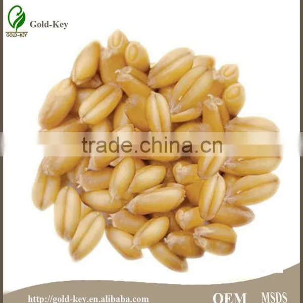 Wheat Germ Oil for Best Carrier Oil photo-2