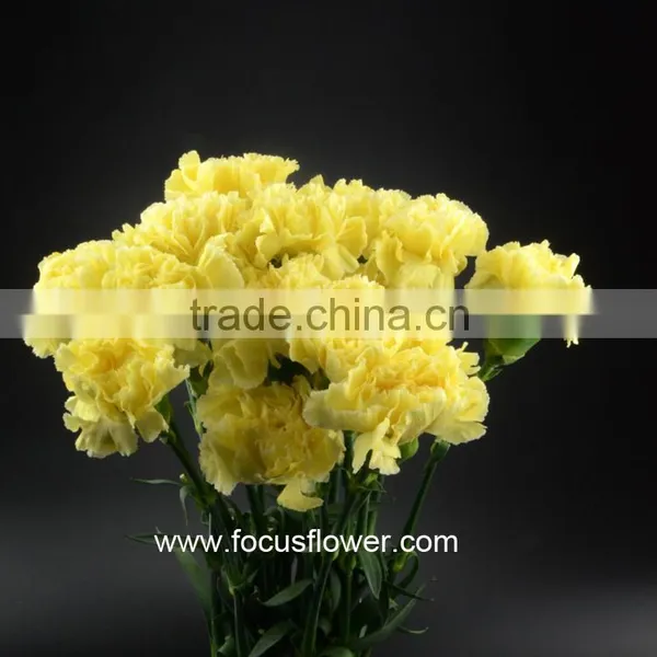 Wholesale Cheap Colorful Carnation Flower Import From China Yellow Fresh Carnation Flower photo-6