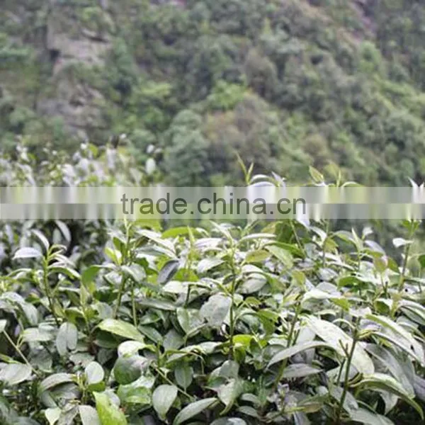 OEM Service Fresh Tea of This Year New Tea Wild Rocky Tea
