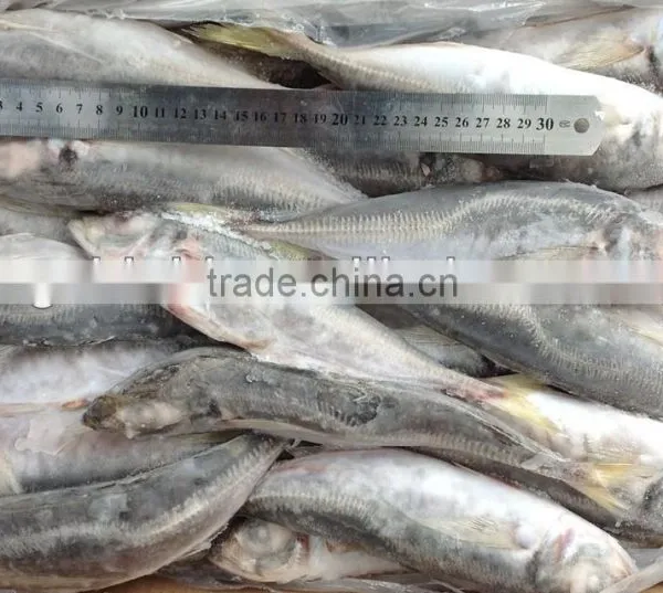 Frozen Whole Round Fish Horse Mackerel 22-25cm for Sale