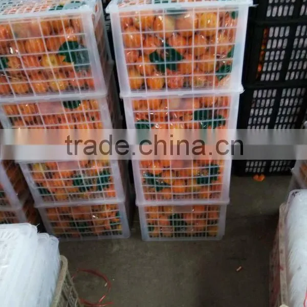 Fresh Sweet Naval Orange photo-2