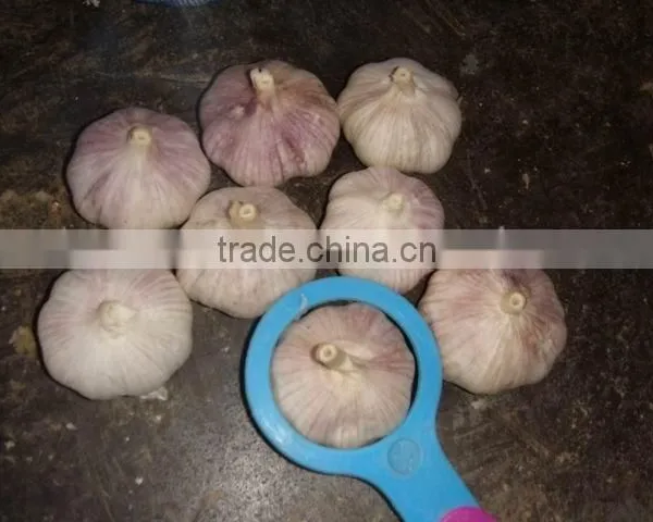 Fresh Garlic