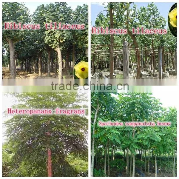 Outdoor Green Decorative Ornamental Foliage Landscaping Green Arbor Plants Trees photo-6