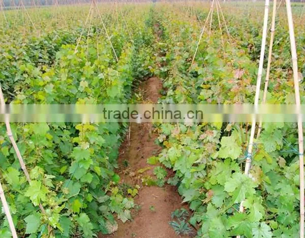 Grape Tree Seedling photo-3