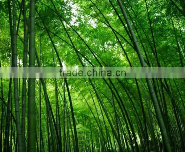 Phyllostachys Heterocycla (Carr.) Mitford Cv. Pubescens & Bamboo photo-3