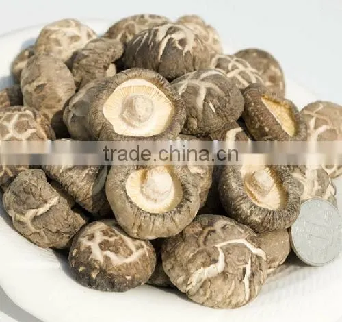 Factory Direct Sale Export Mushroom Price Dried Shitake photo-2