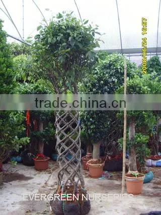 Ficus benjamina