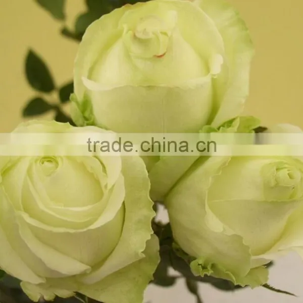 Fresh Cut Flowers Rose Flower for Decoration
