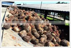 15TPH Palm Oil Solvent Etraction 50% off for Hot Sale