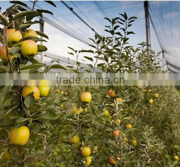 Good Daylighting and UV Resistance Vegetables Greenhouse,fruit Greenhouse,fiberglass Greenhouse photo-4