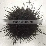 Live Sea Urchin photo-2