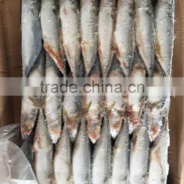 Landfrozen Mackerel 150-200g