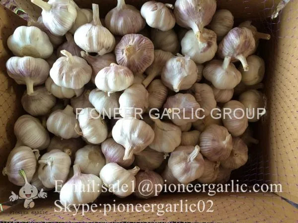 4.5cm 5cm 5.5cm Normal White Garlic Small Packing 1n 10kg Carton Box photo-4