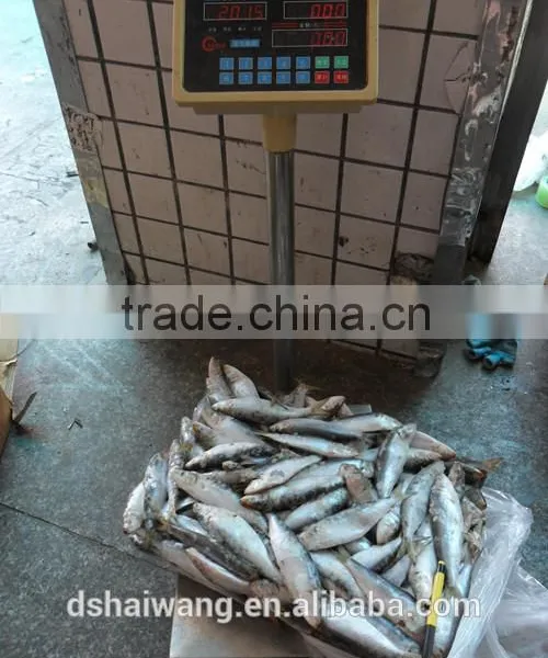 Frozen Sardine Fish Whole Round in Good Quality photo-2