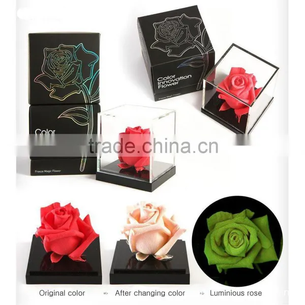 Color Changing Magic Rose
