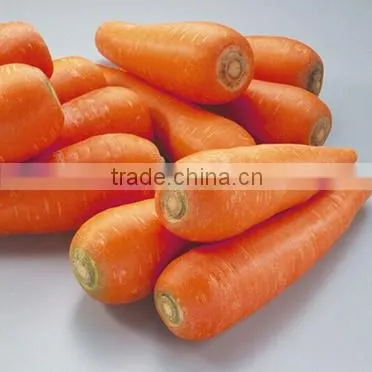 Supply Special Red Carrots photo-5