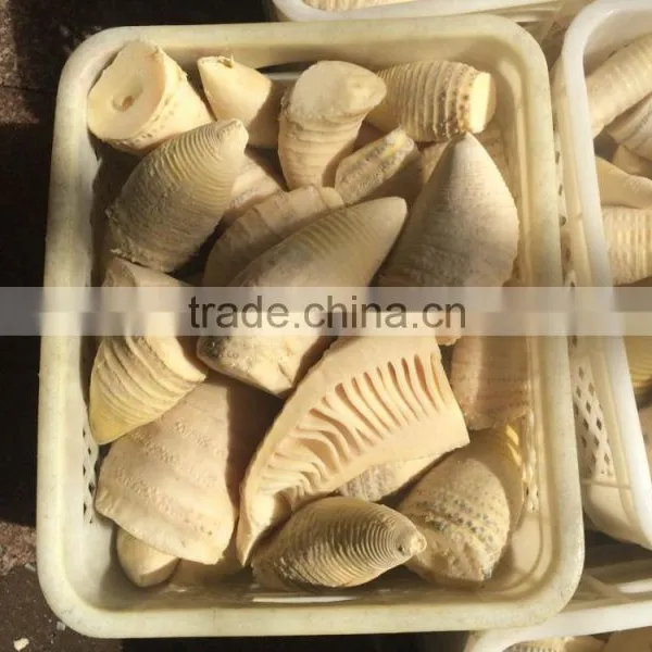 Water Bamboo Shoots in Can Half Type