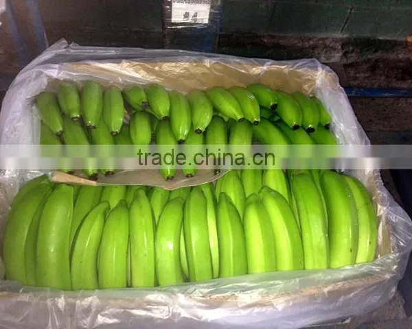 Cavendish Bananas/Fresh Green Bananas/Fresh Indian Fruits