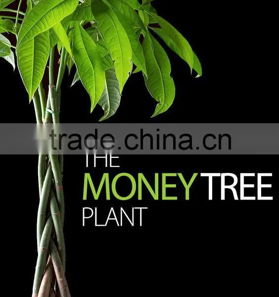 5 Braided 60cm Pachira Aquatica Bonsai Money Tree Plant Indoor Ornamental Decorative Potted Plants Nursery