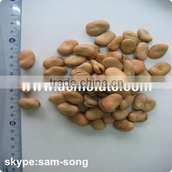 Good Quality Hot Sale Dried Broad Beans photo-2