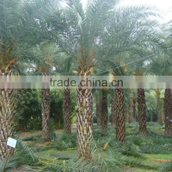 Hot Wholesale Outdoor Ornamental Decrotive Landscaping Phoenix Sylvestris Palm Trees Plants photo-4