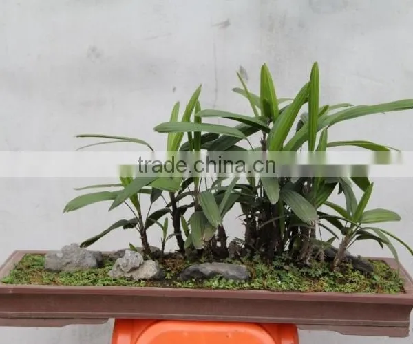 Bamboo Seedling photo-3