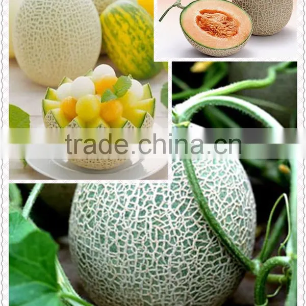 1-Methylcyclopropene Slow Down the Ripening Speed of Fruits photo-5