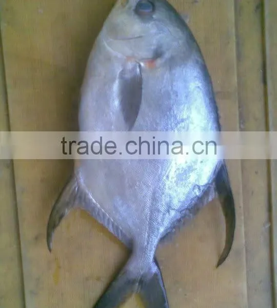 Frozen Butter Fish Whole Round photo-2