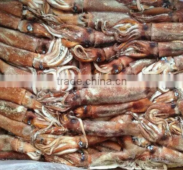 Top Quality Frozen Squid Todarodes Pacificus Frozen on Vessel With Best Freshness photo-3