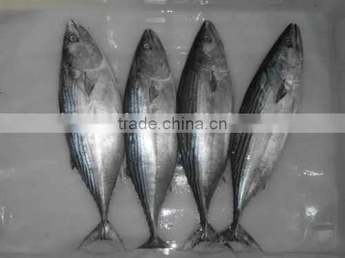 Euthynnus Lineatus Skipjack Tuna Whole Round 1.8kg+ photo-3