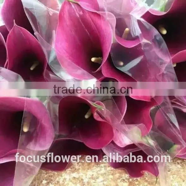 Fresh Flowers Long Stem Fresh Cut Calla Lily Flowers