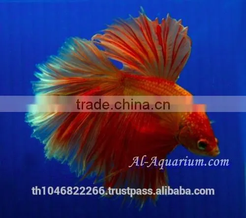 Halfmoon Betta Fish Farm For Sale and Export / Ornamental Fish Thailand photo-3
