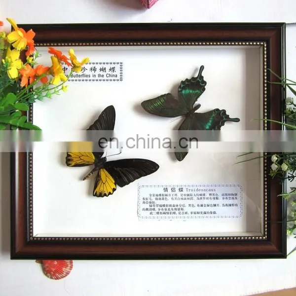 2015 New Coming 100 Real Butterfly Mounted in Frames - Decoration & Gifts