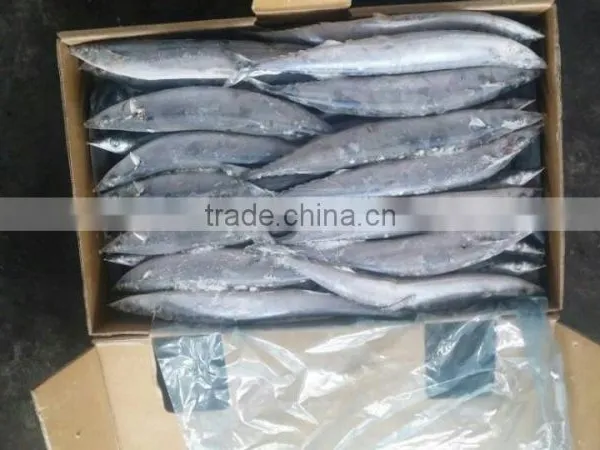2015 Seafrozen Pacific Saury Whole Round 0#:140g+ photo-5