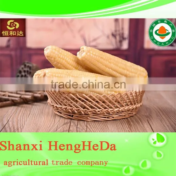 New Style New Products for Teenagers Yellow Maize Corn From Pakistan photo-6